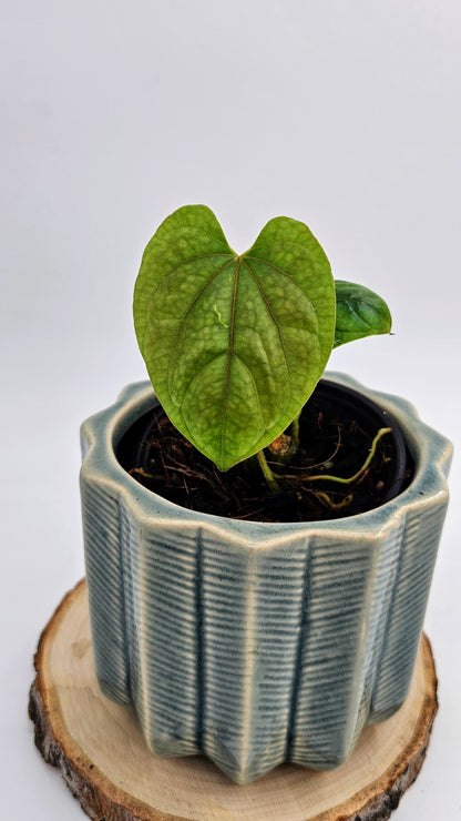 Anthurium Debilis (WA 34)