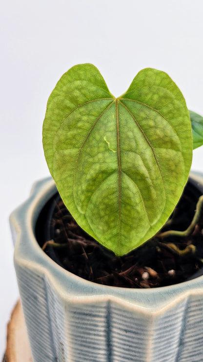 Anthurium Debilis (WA 34)