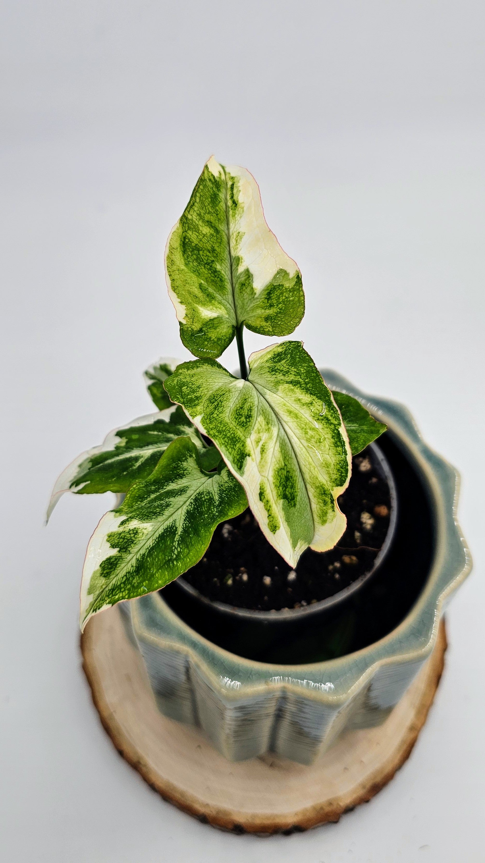 Syngonium T25 (WS 05)