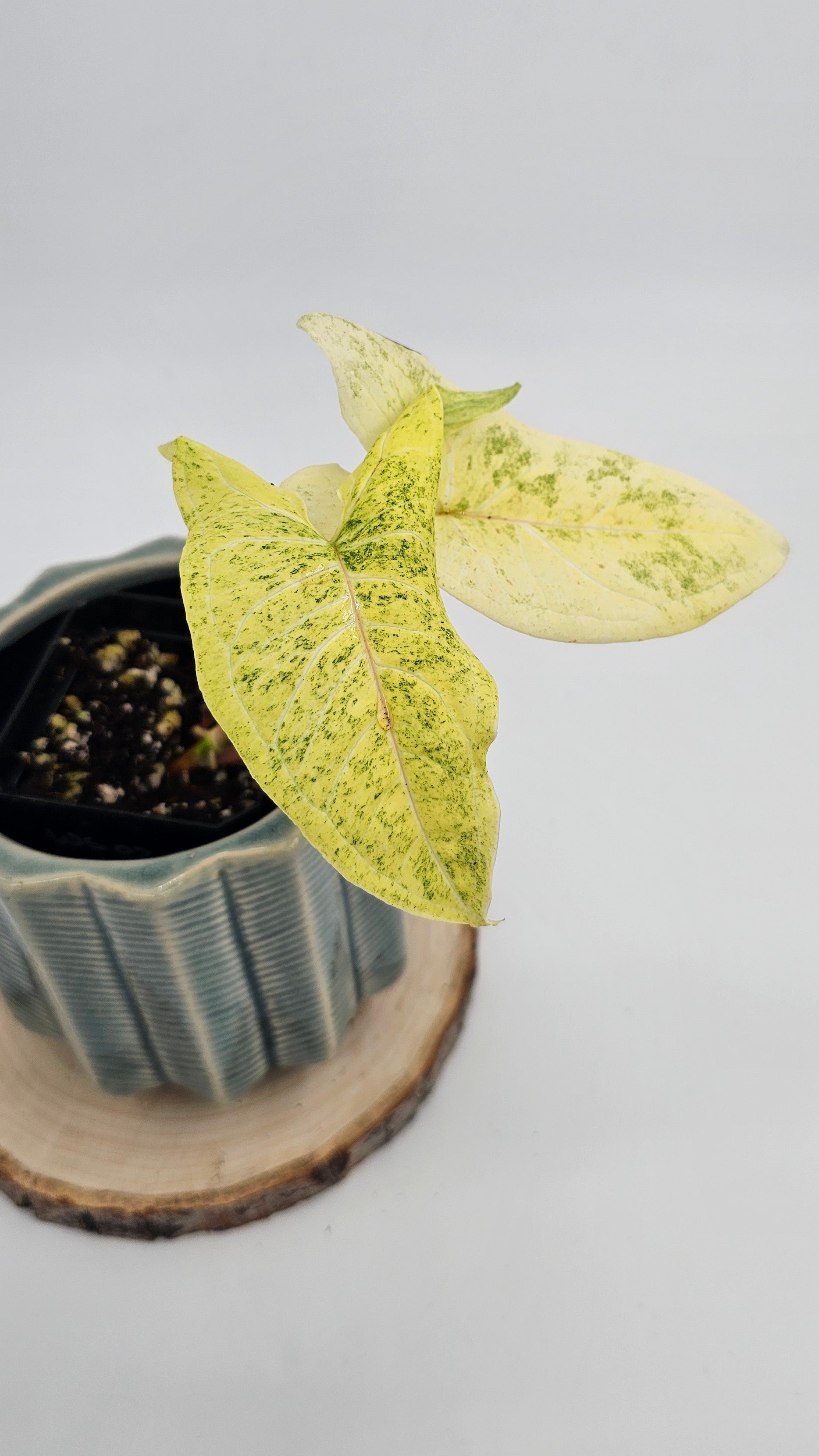 Syngonium Batik Mint Variegated (WS 02)