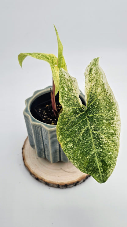 Syngonium Batik Mint (WS06)