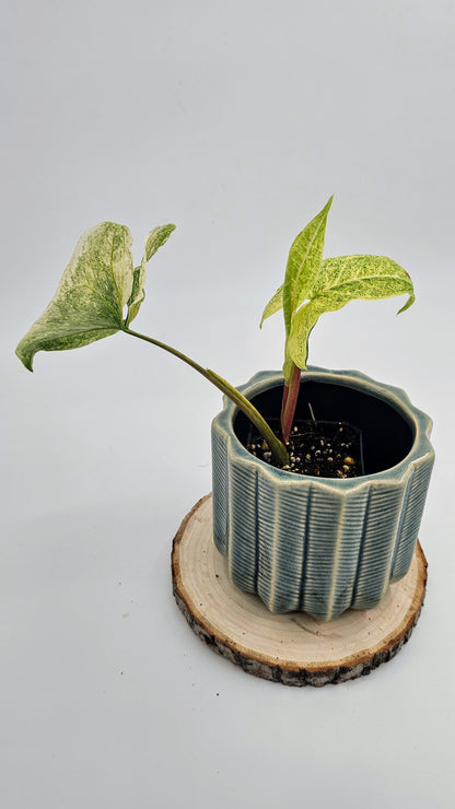 Syngonium Batik Mint (WS06)