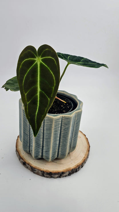 Anthurium Regale (WA 37)