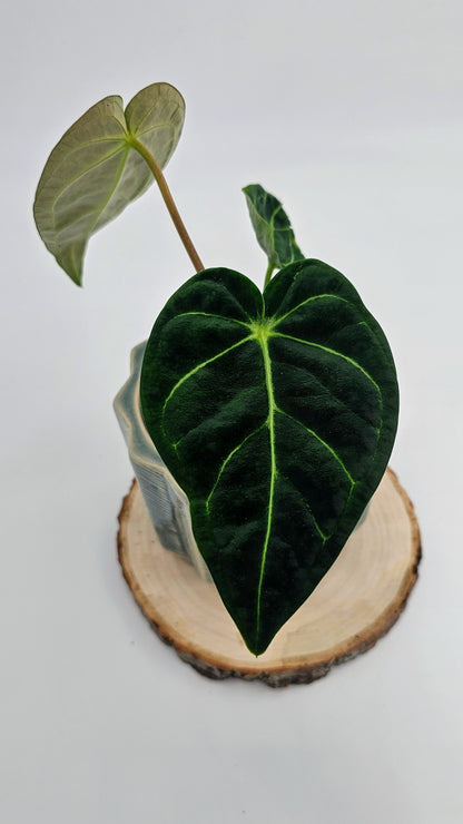 Anthurium Regale (WA 37)