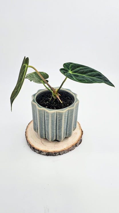 Anthurium Regale (WA 37)