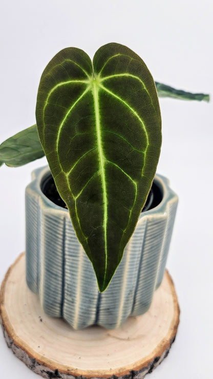 Anthurium Regale (WA 37)