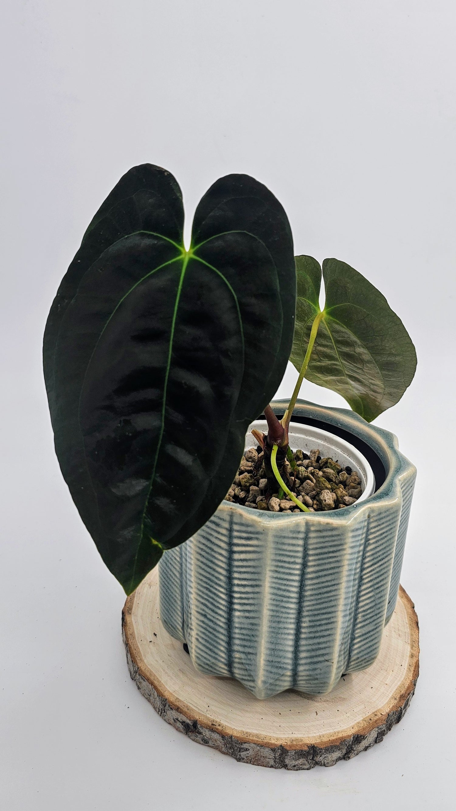 Anthurium Papillilaminum, Pure Dark Form (WA40)
