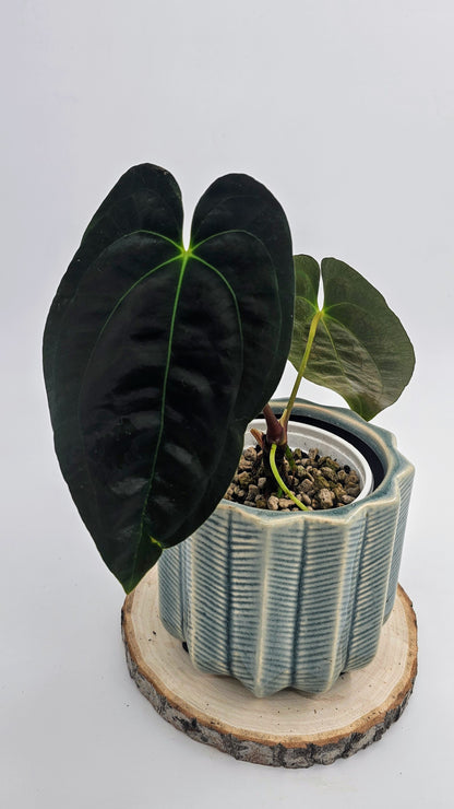 Anthurium Papillilaminum, Pure Dark Form (WA40)