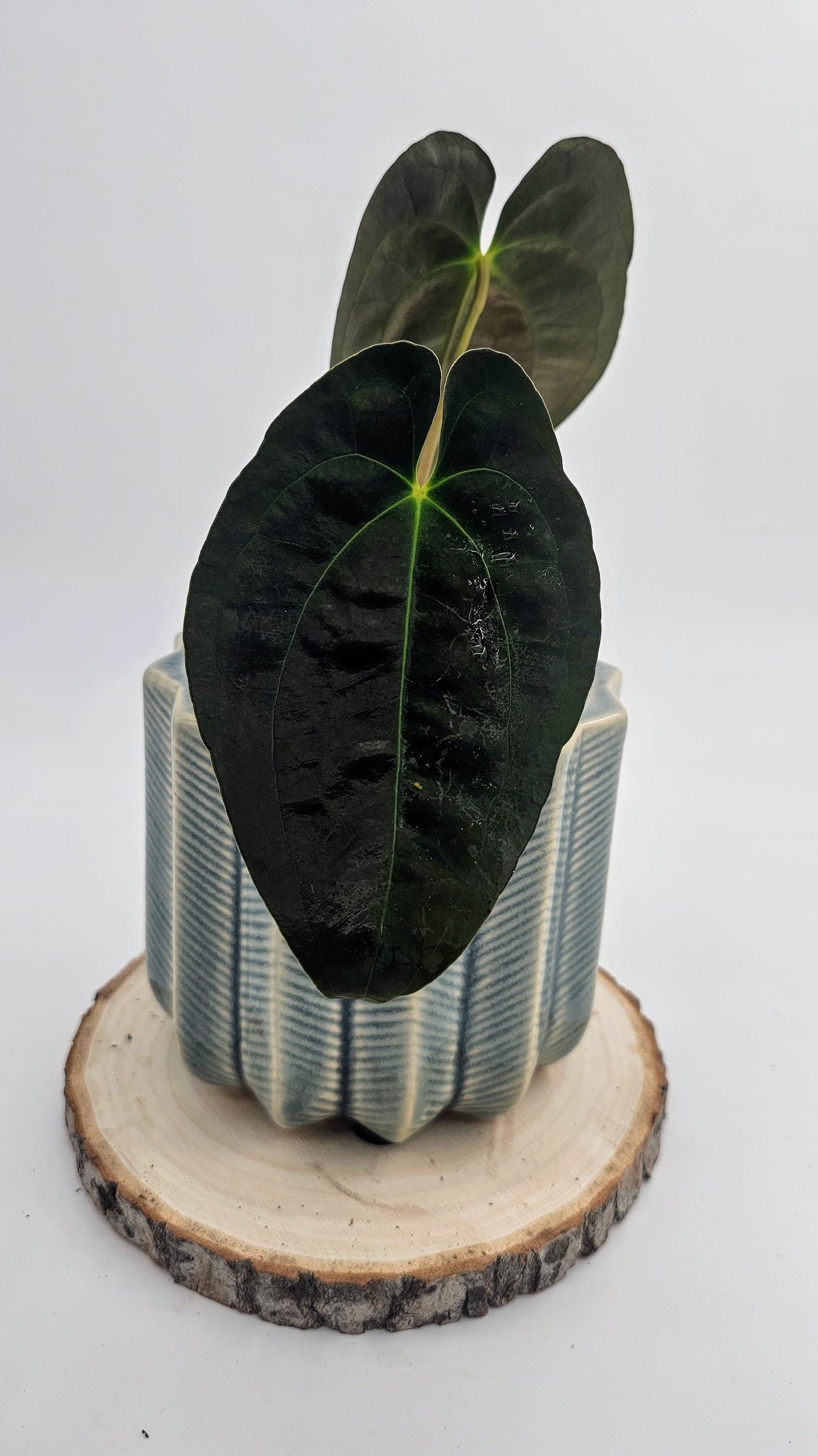 Anthurium Papillilaminum, Pure Dark Form (WA40)