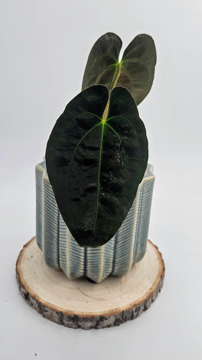 Anthurium Papillilaminum, Pure Dark Form (WA40)