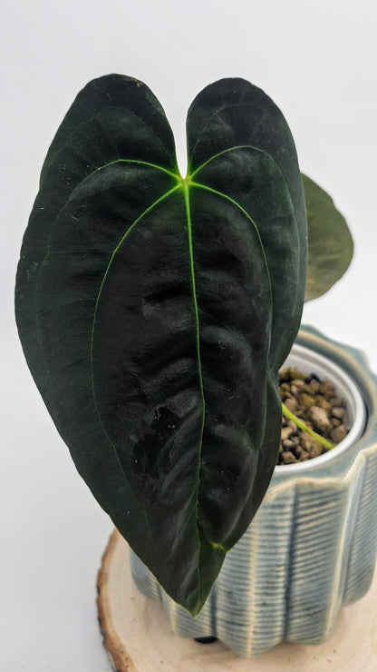 Anthurium Papillilaminum, Pure Dark Form (WA40)