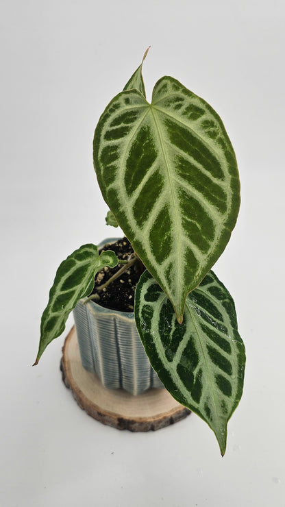 Anthurium Crystal Hope (WA45)