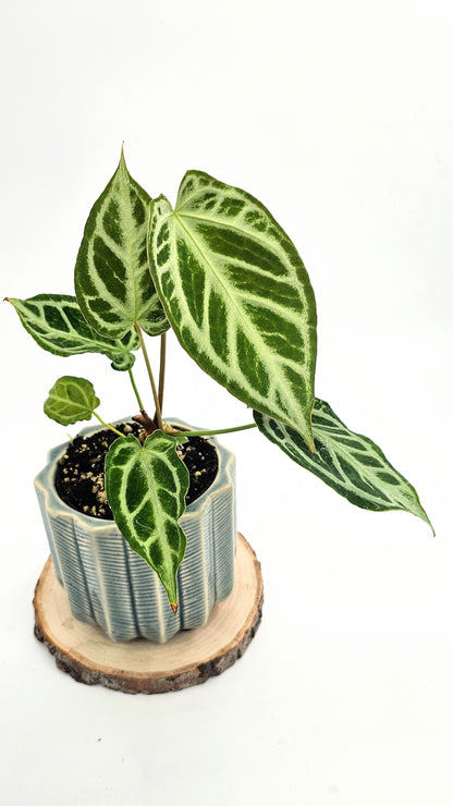 Anthurium Crystal Hope (WA45)