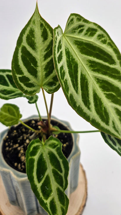 Anthurium Crystal Hope (WA45)