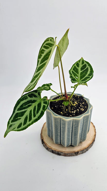 Anthurium Crystal Hope (WA45)