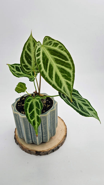 Anthurium Crystal Hope (WA45)
