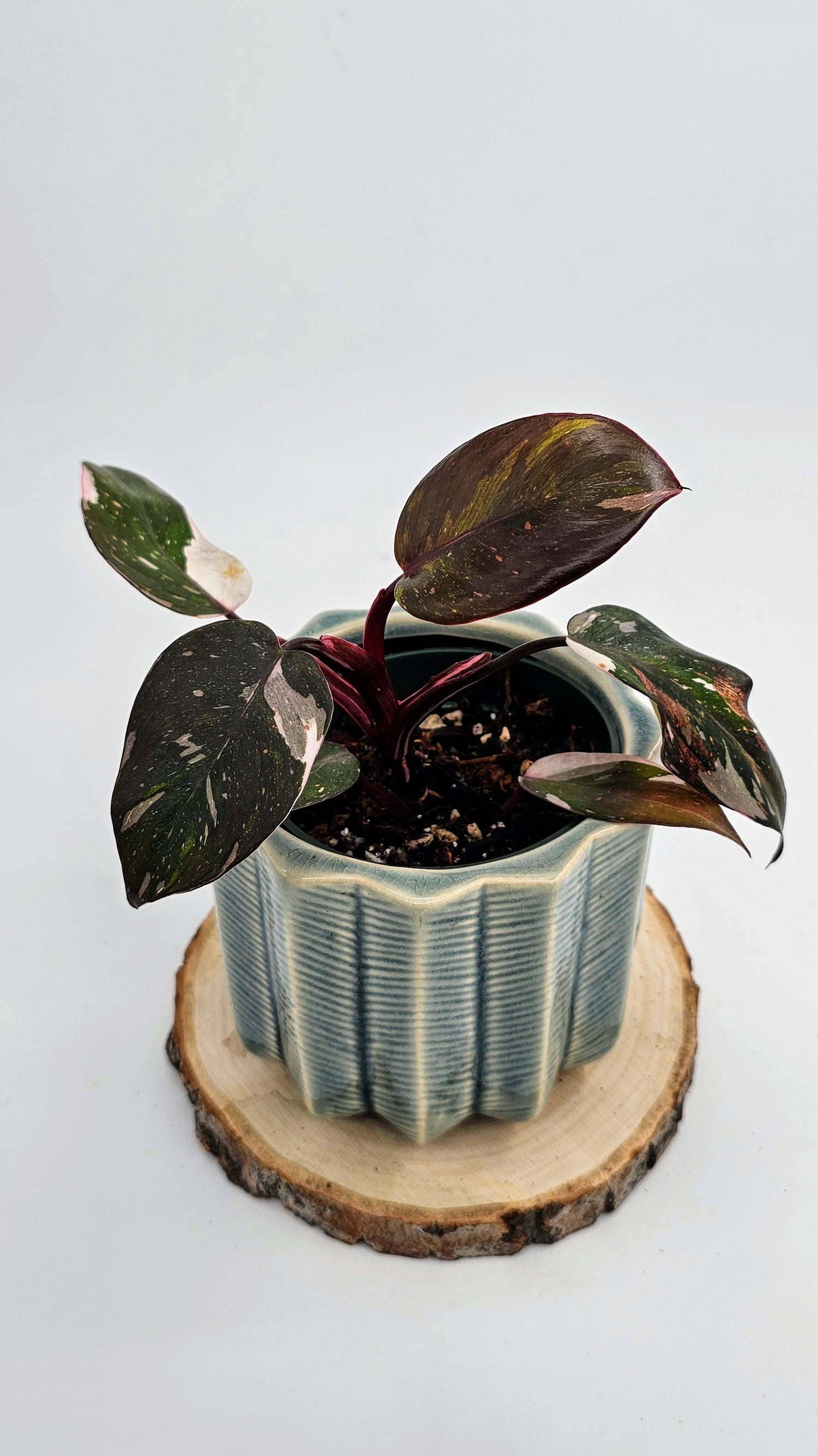 Philodendron Red Anderson (WP 02)