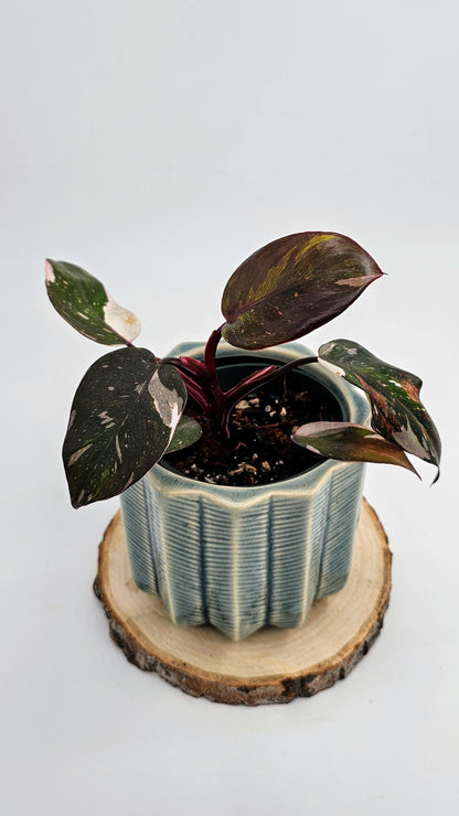 Philodendron Red Anderson (WP 02)