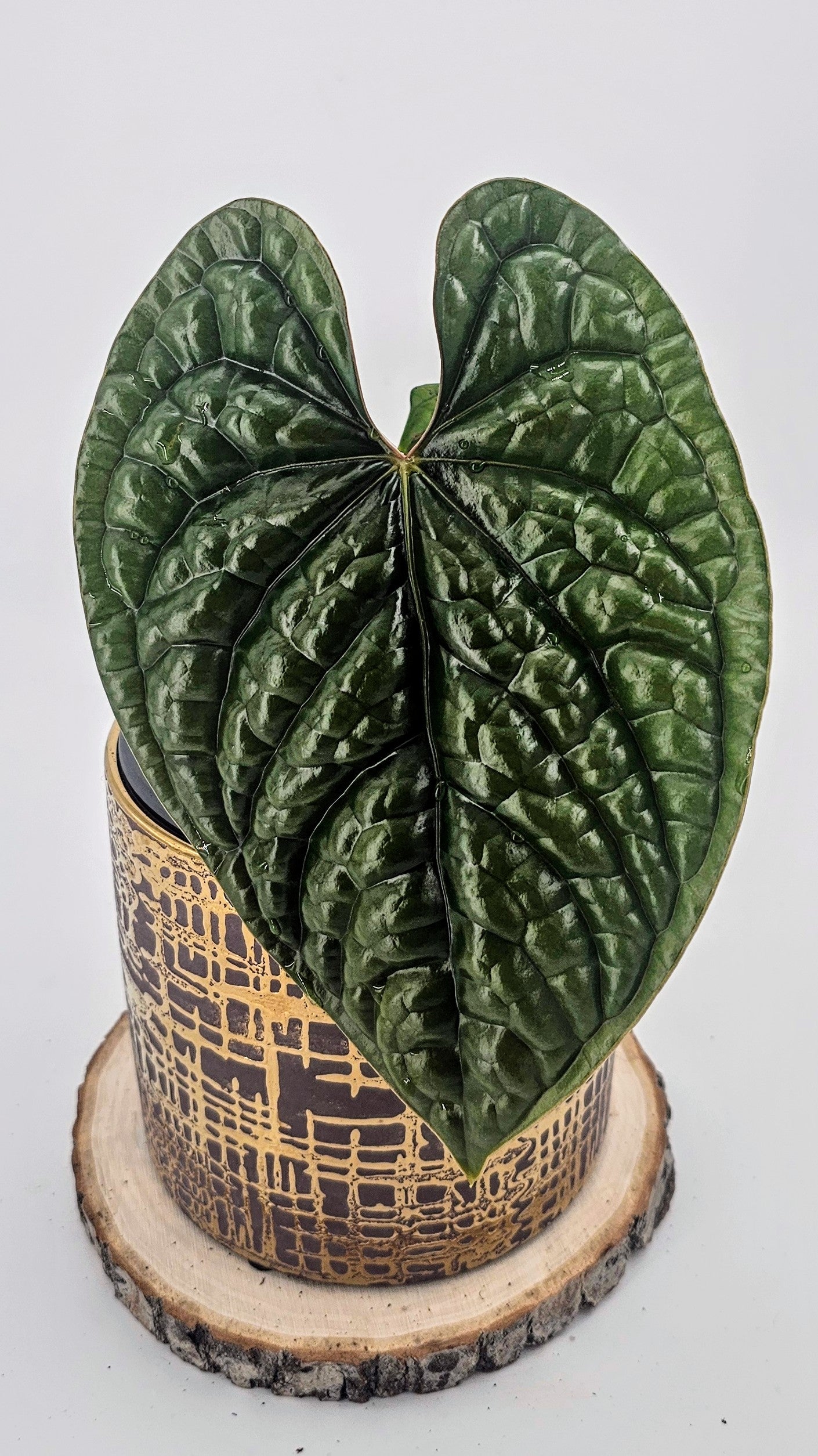 Anthurium Luxurians (WA 60)