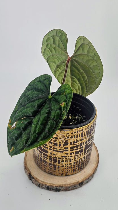 Anthurium Luxurians (WA 60)