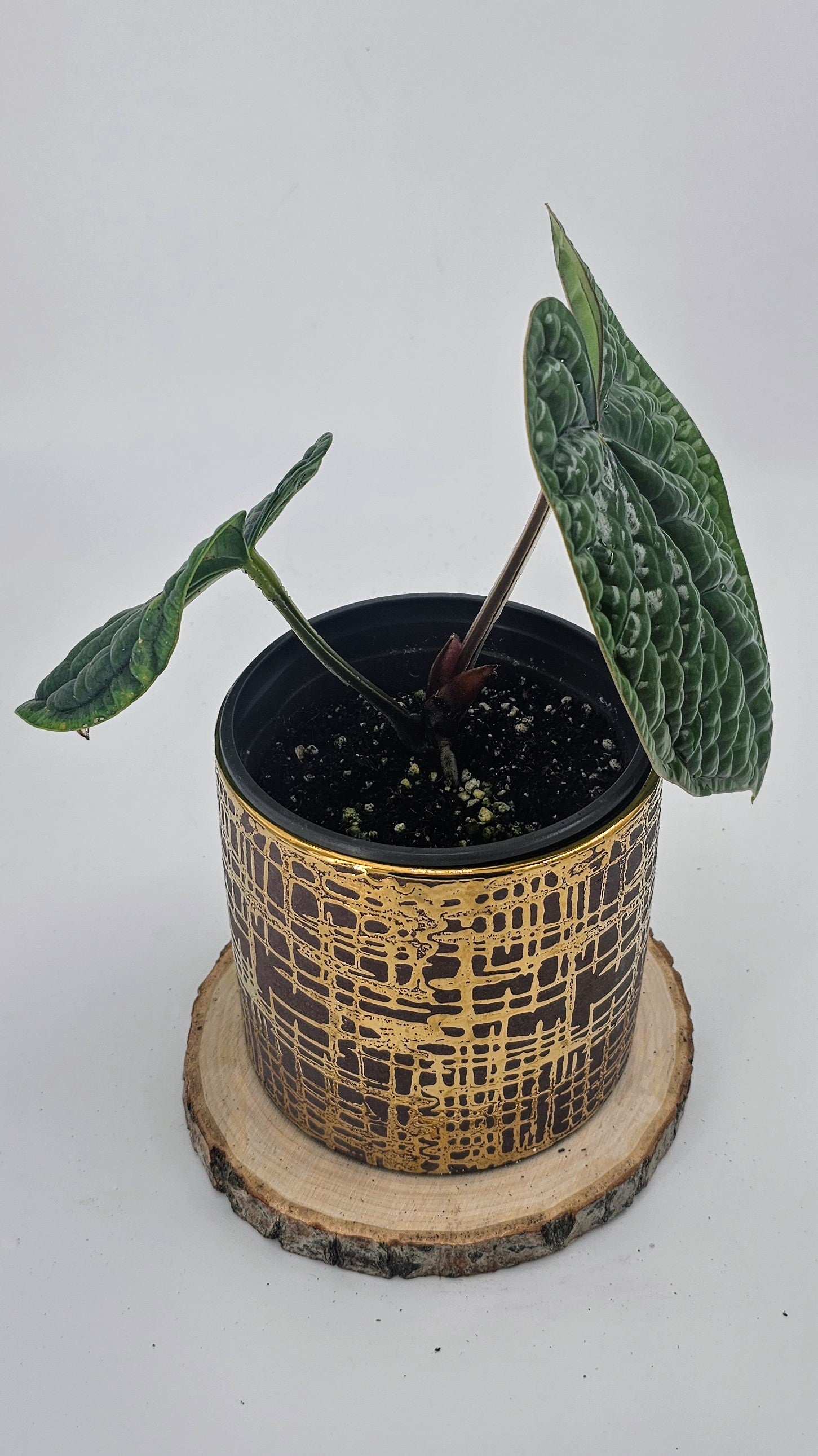 Anthurium Luxurians (WA 60)