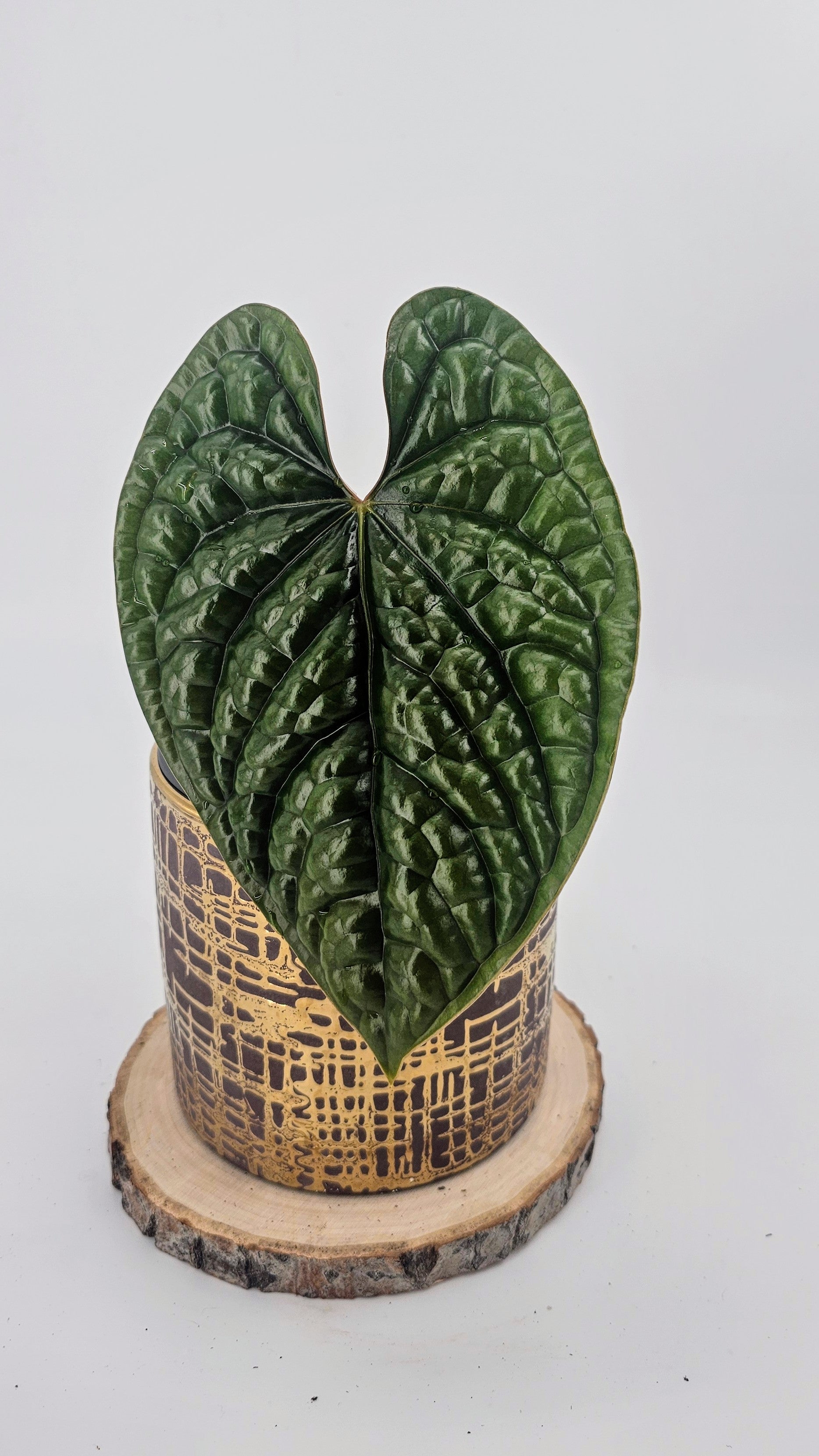 Anthurium Luxurians (WA 60)