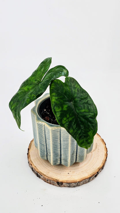 Alocasia Reticulata (Al07)