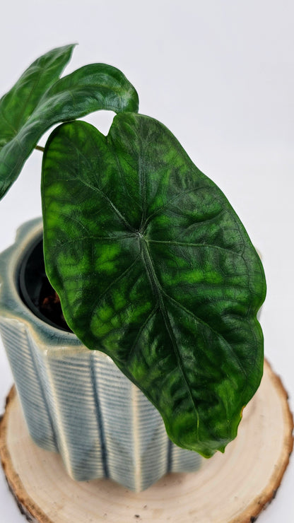 Alocasia Reticulata (Al07)