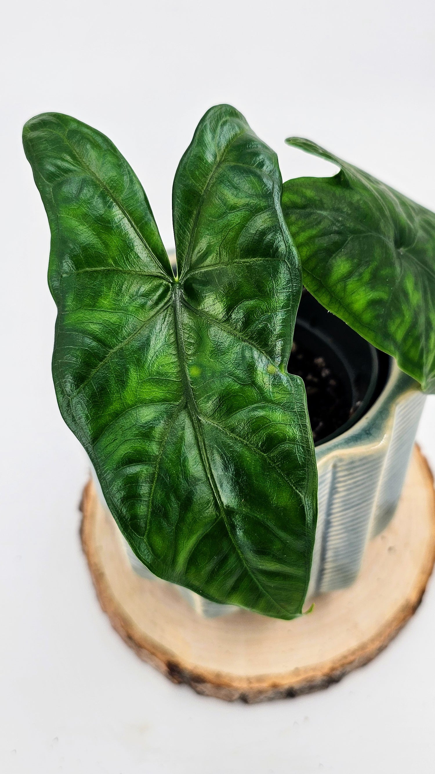 Alocasia Reticulata (Al07)