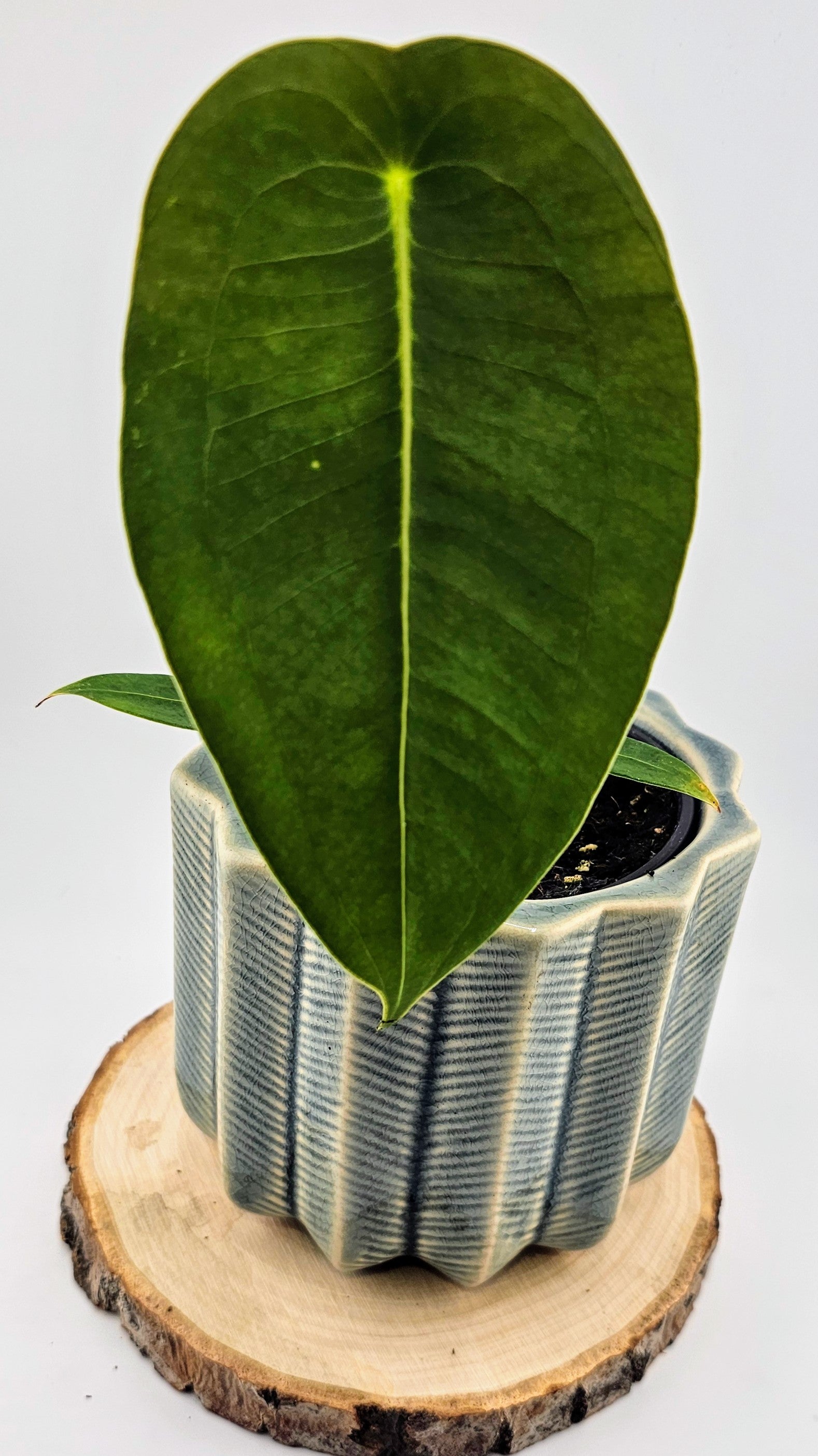 Anthurium Peltigerum