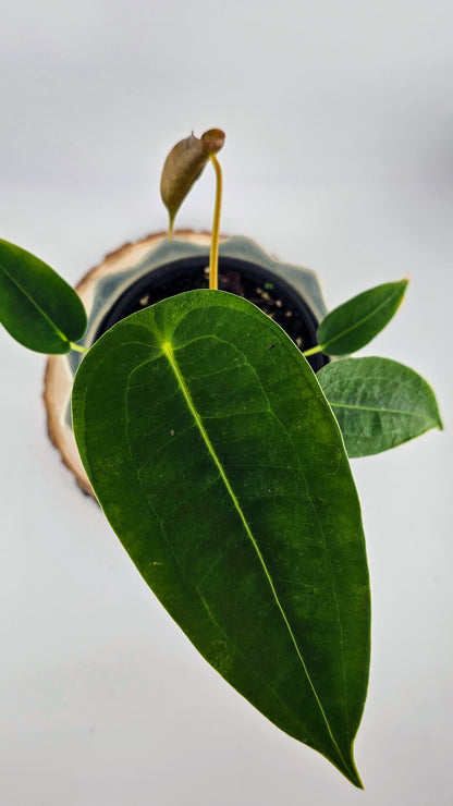 Anthurium Peltigerum