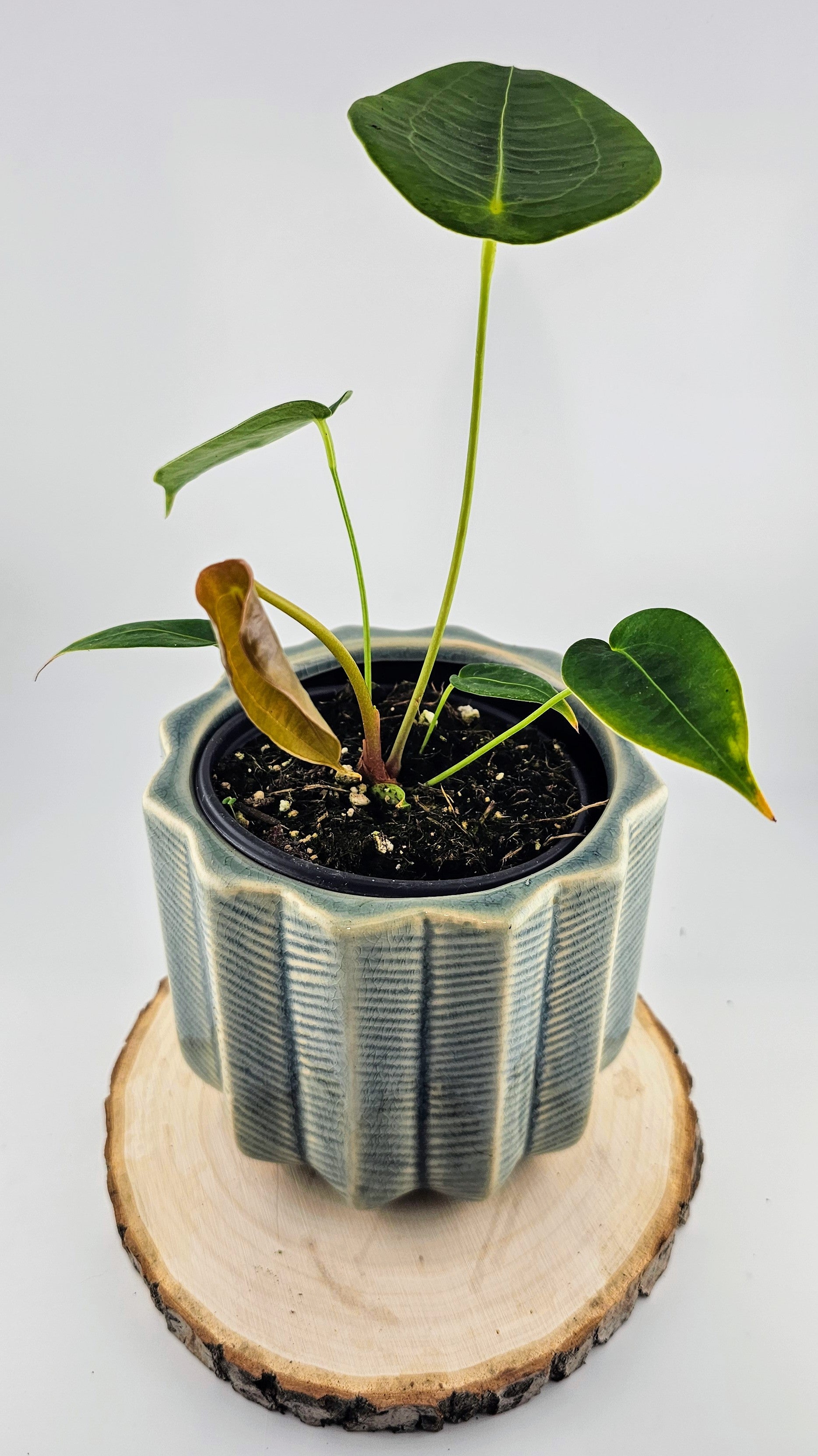 Anthurium Peltigerum