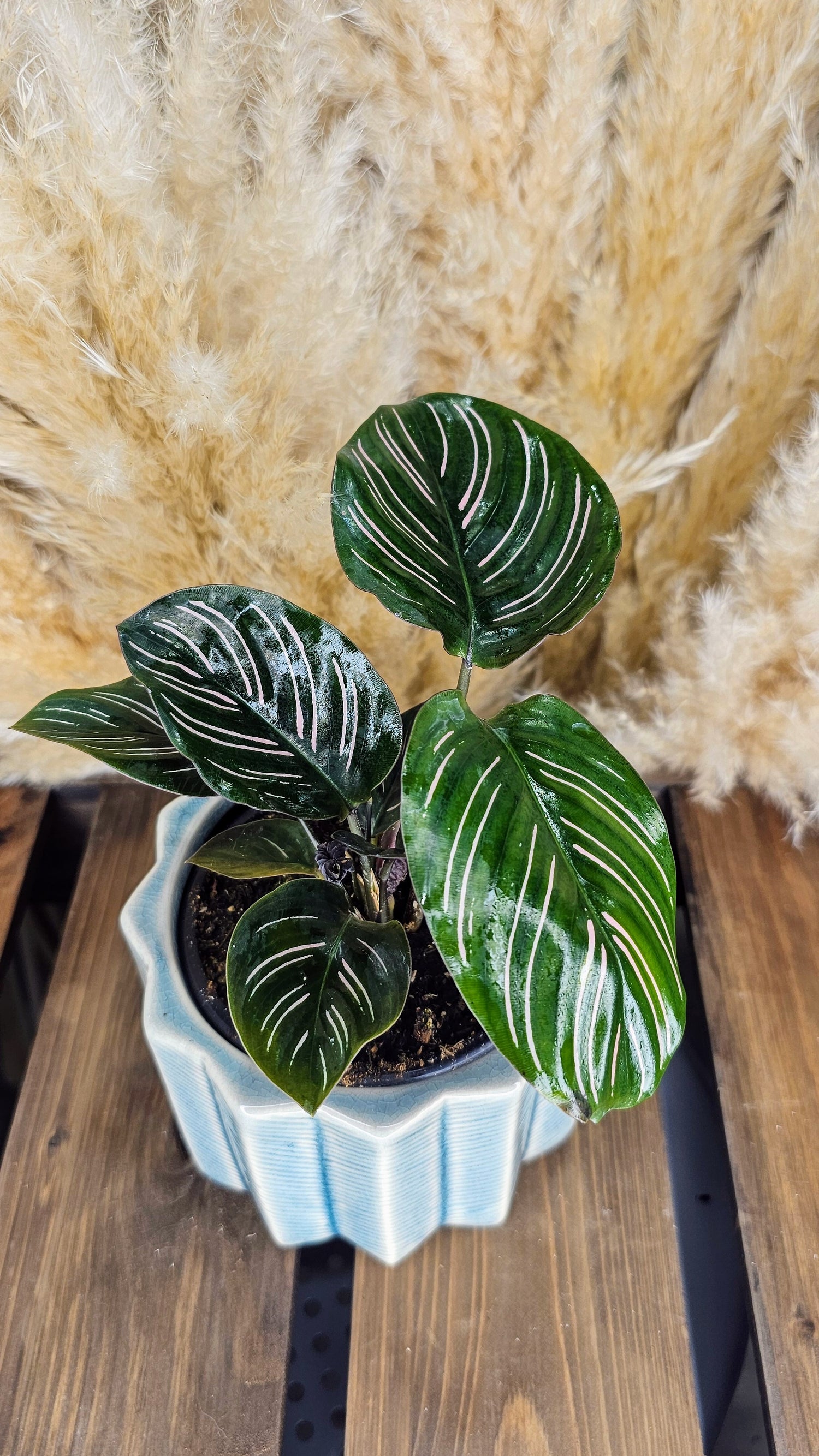 Calathea Ornata Sanderiana
