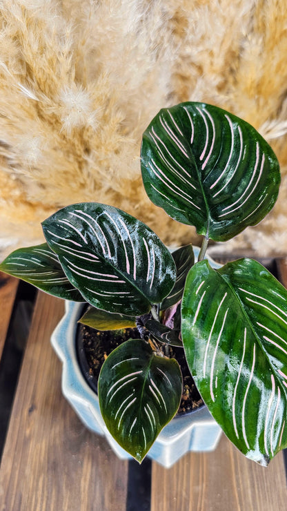 Calathea Ornata Sanderiana