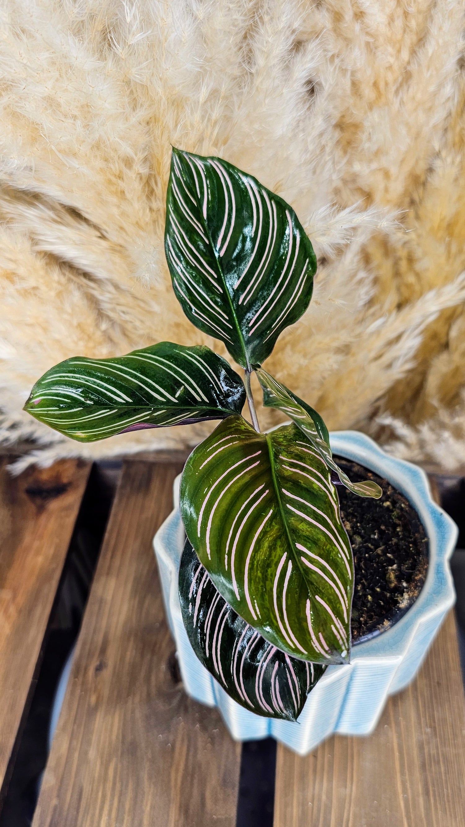 Calathea Ornata Sanderiana