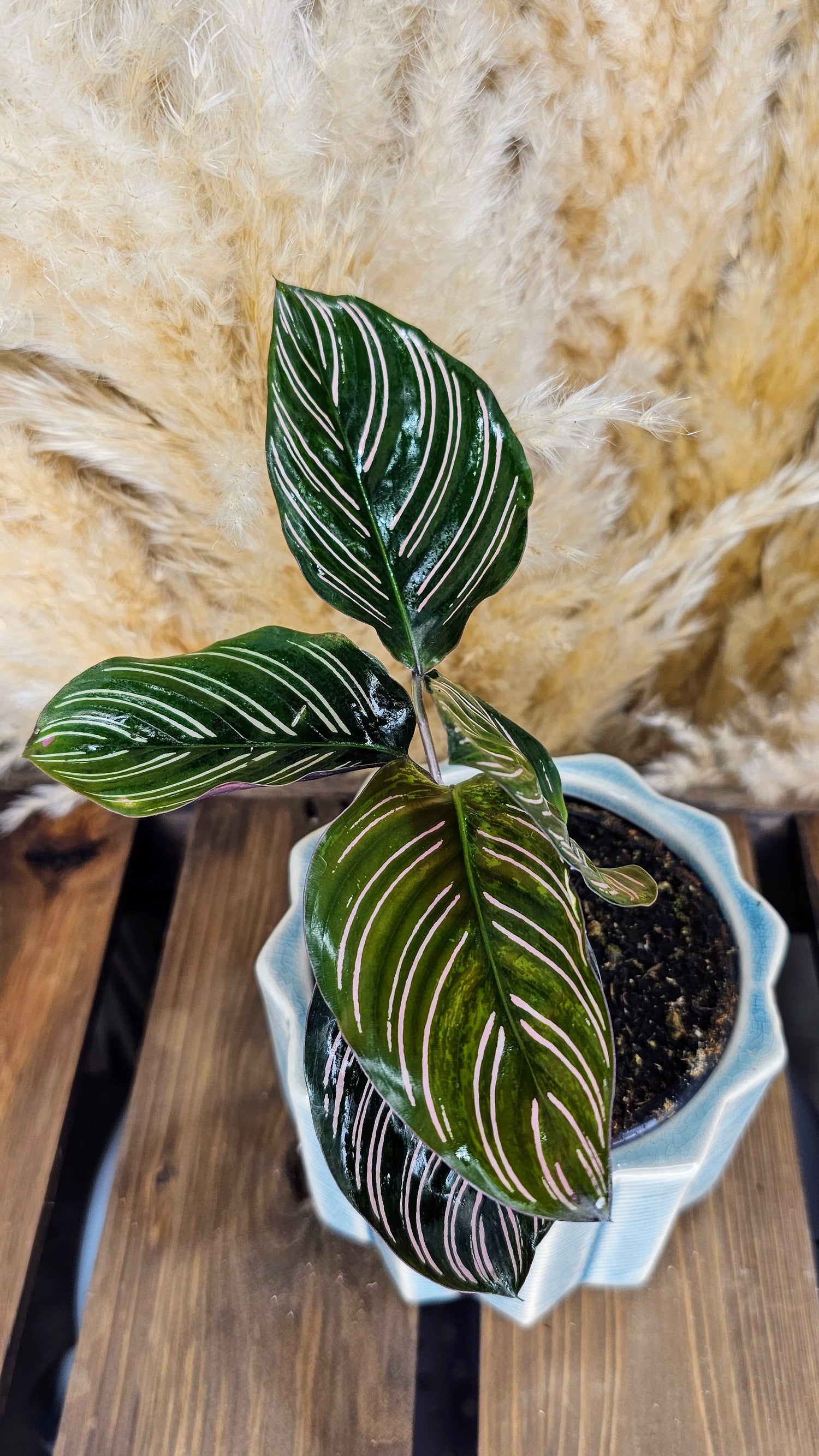 Calathea Ornata Sanderiana