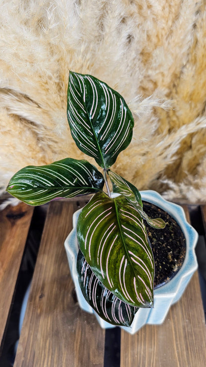 Calathea Ornata Sanderiana