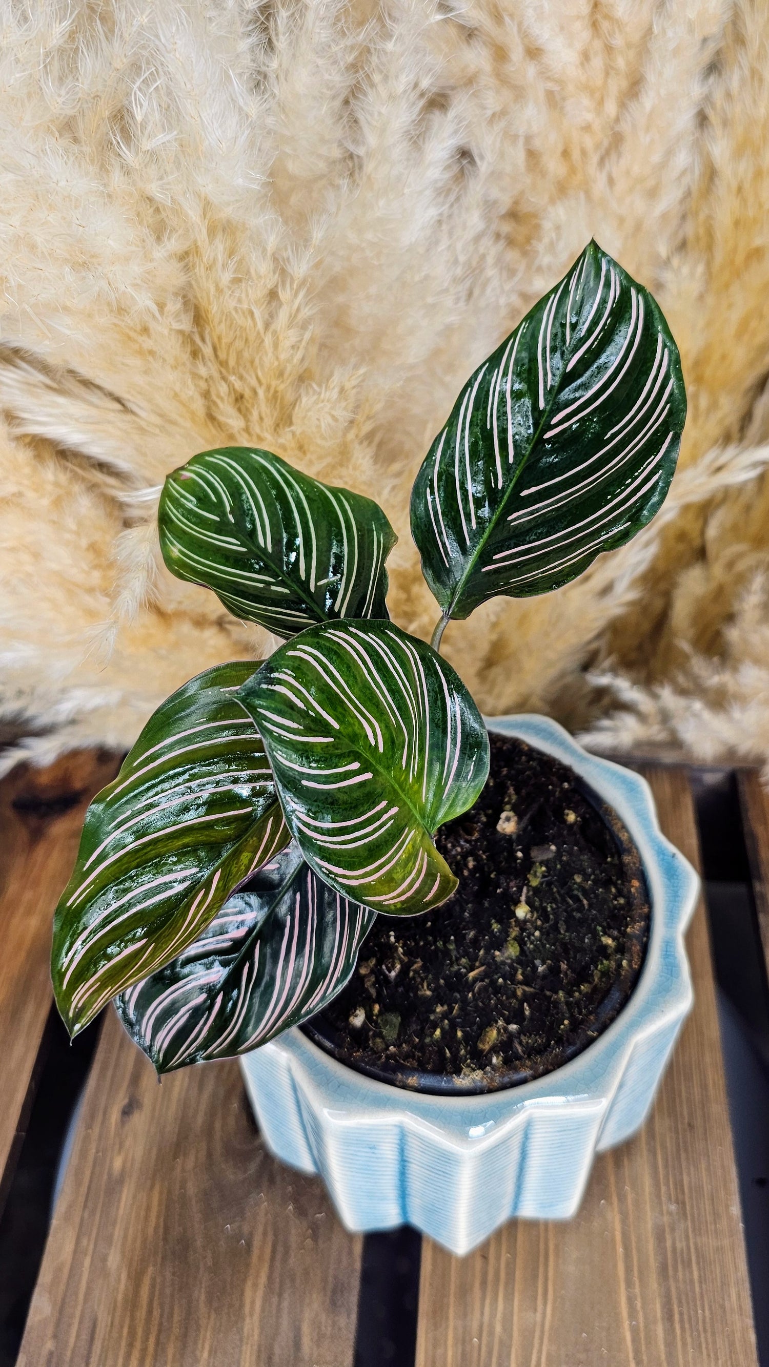 Calathea Ornata Sanderiana