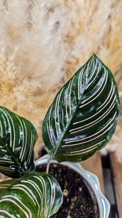 Calathea Ornata Sanderiana
