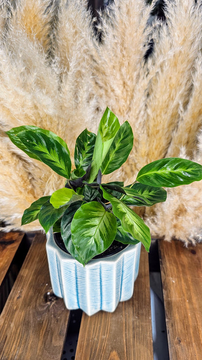 Calathea Misto