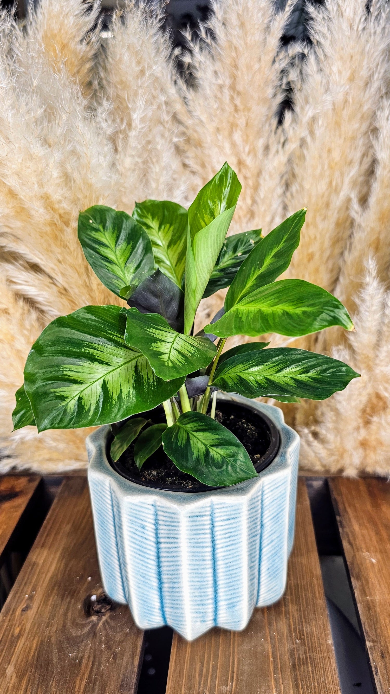 Calathea Misto