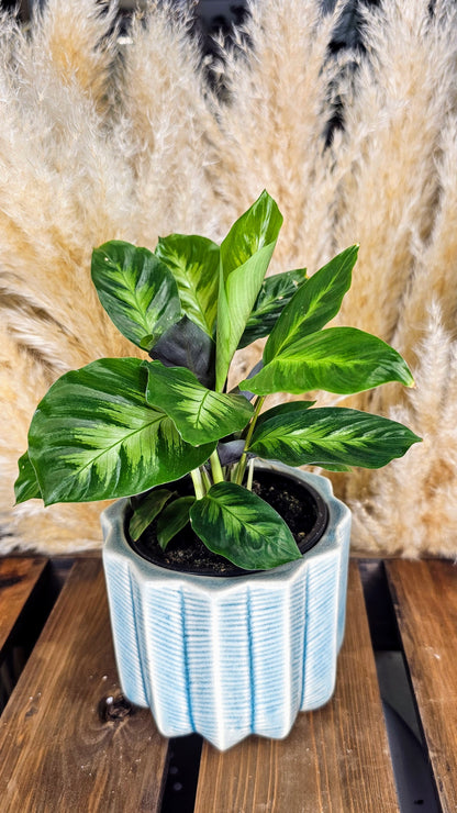 Calathea Misto