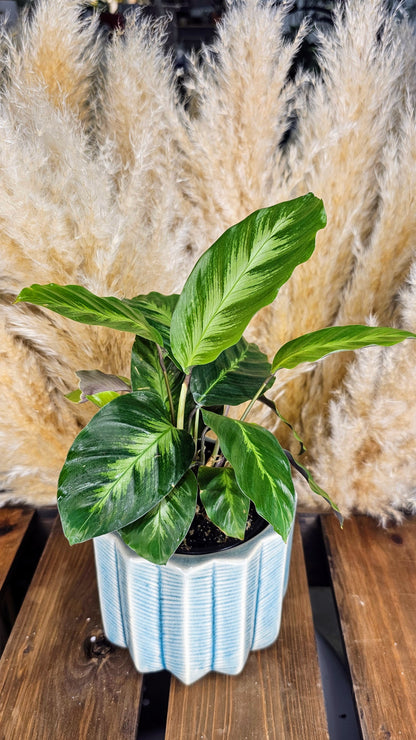 Calathea Misto