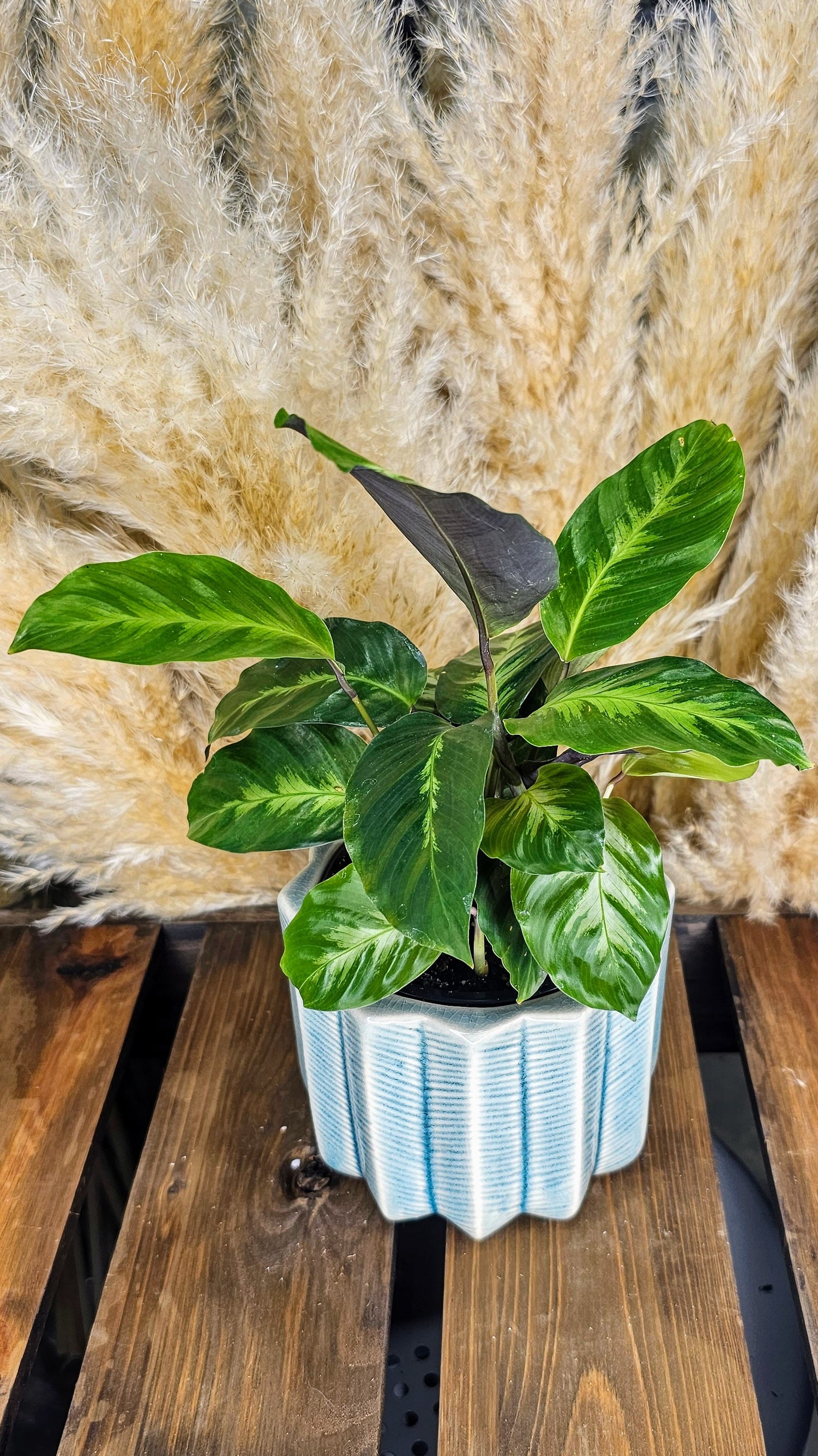 Calathea Misto