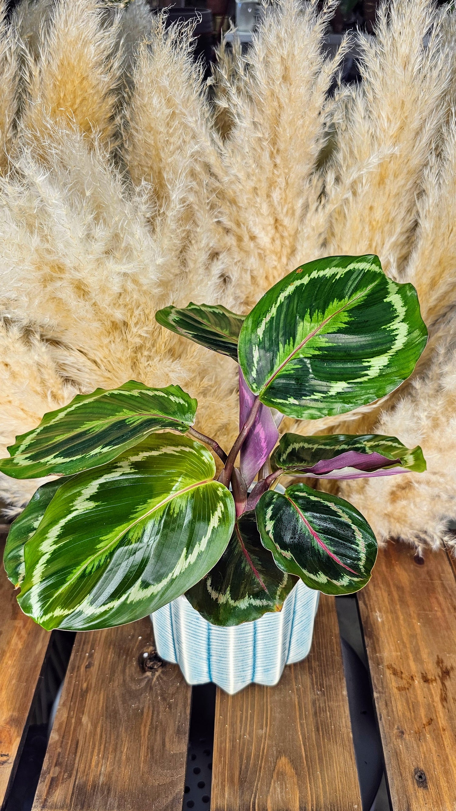 Calathea Roseopunctata (Medallion)