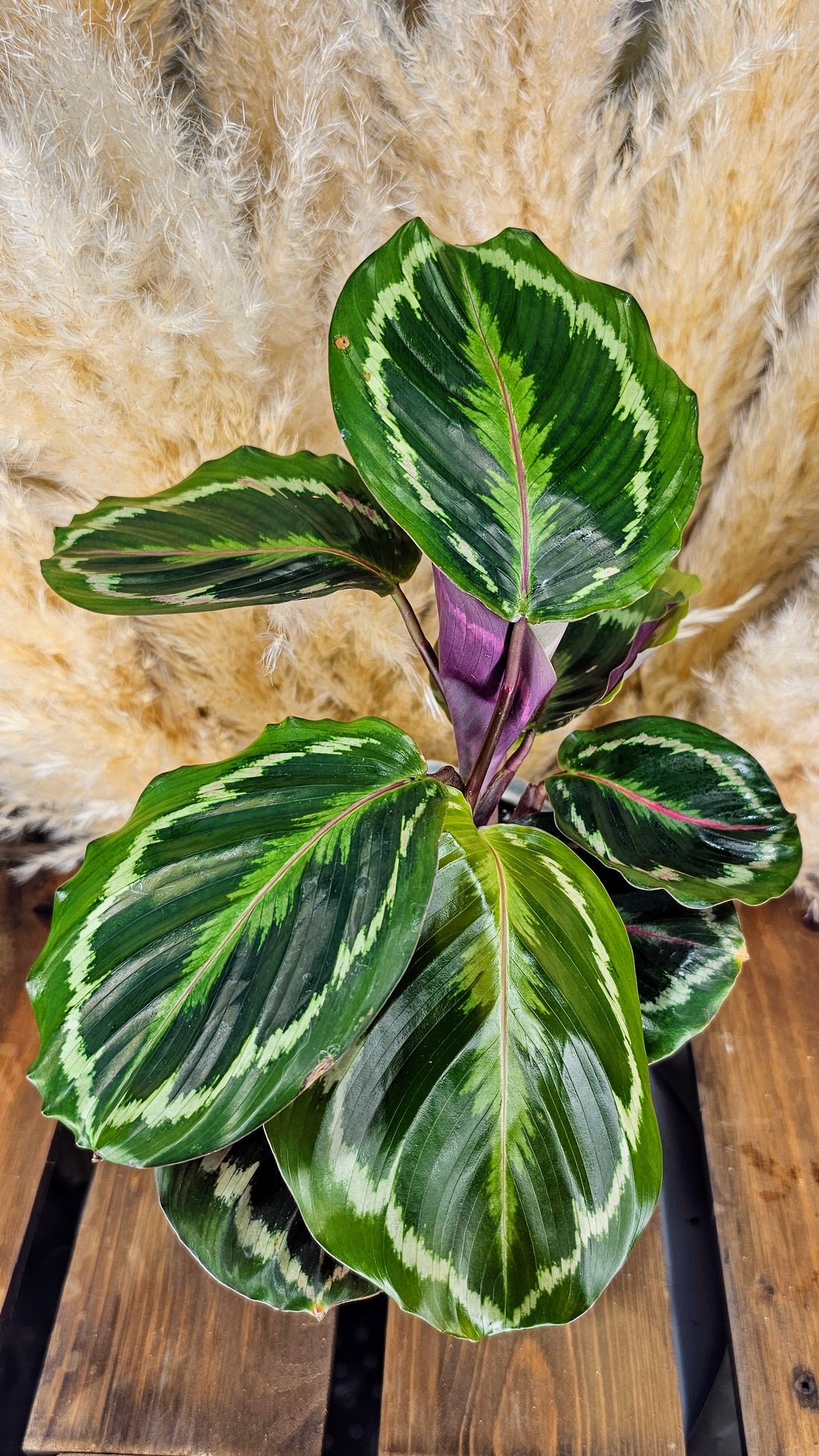 Calathea Roseopunctata (Medallion)
