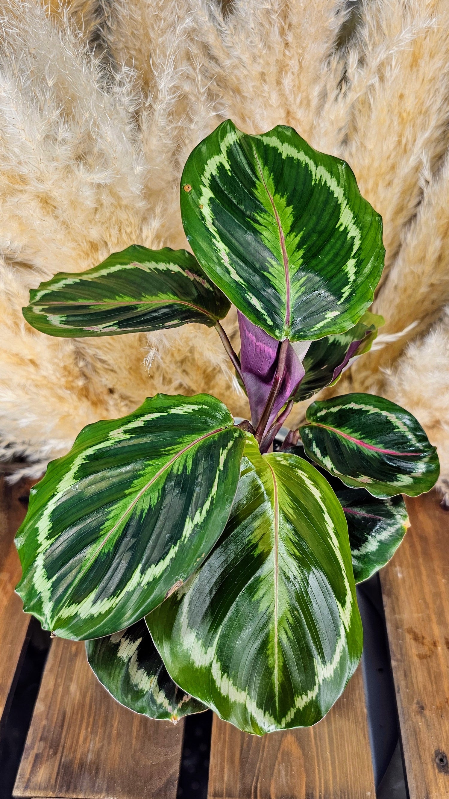 Calathea Roseopunctata (Medallion)