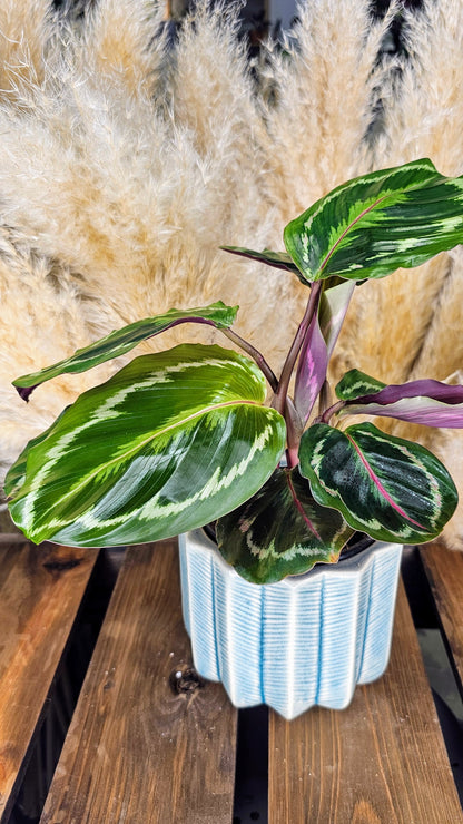 Calathea Roseopunctata (Medallion)