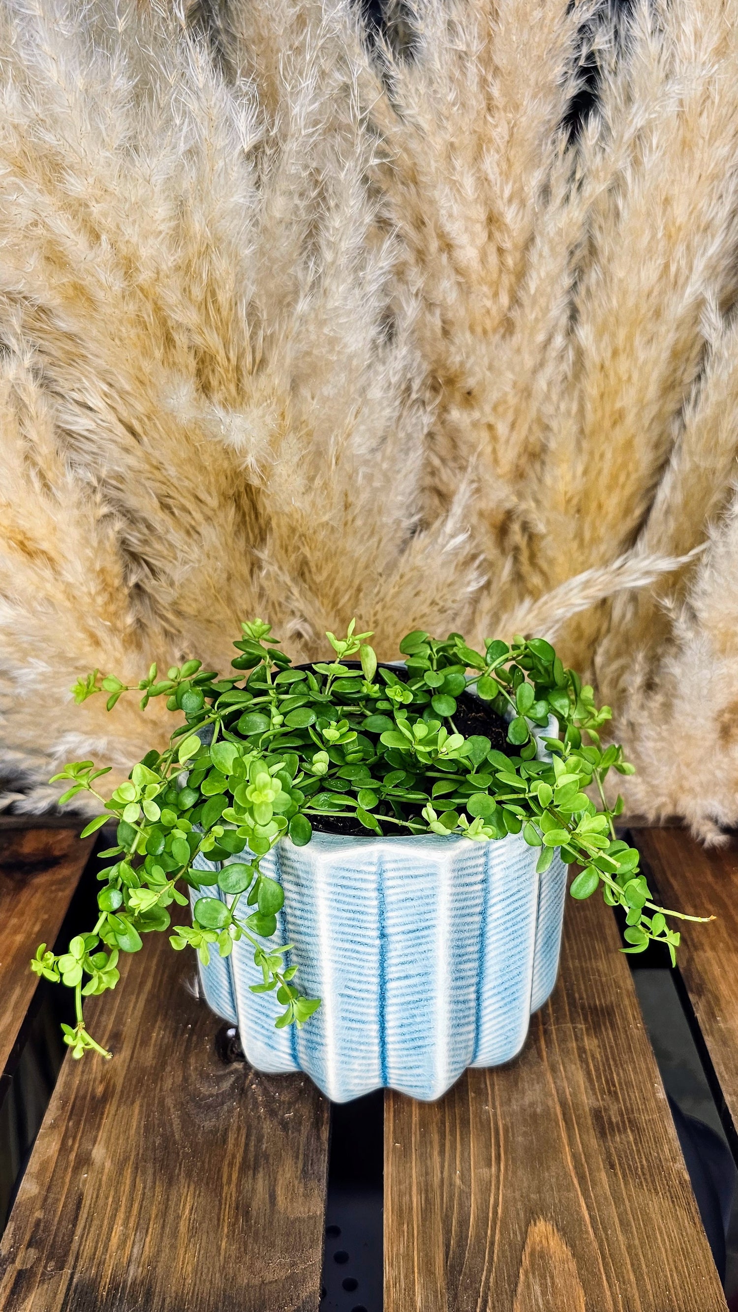 Peperomia Deppeana