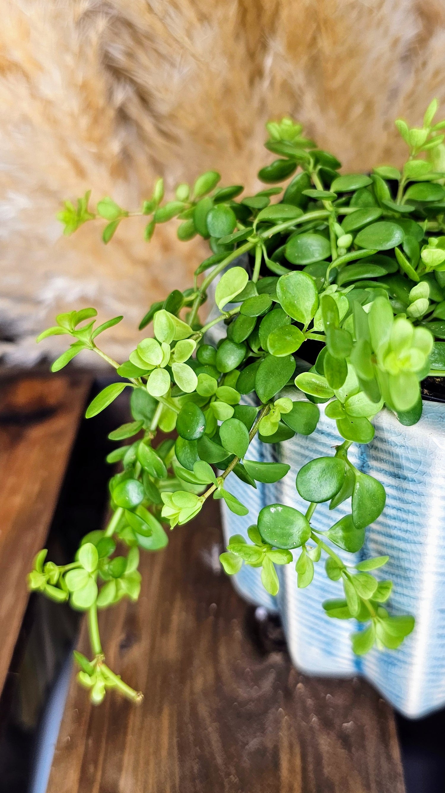 Peperomia Deppeana